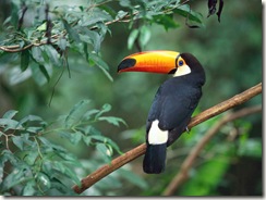 A toucan perched on a branch in Brazil.